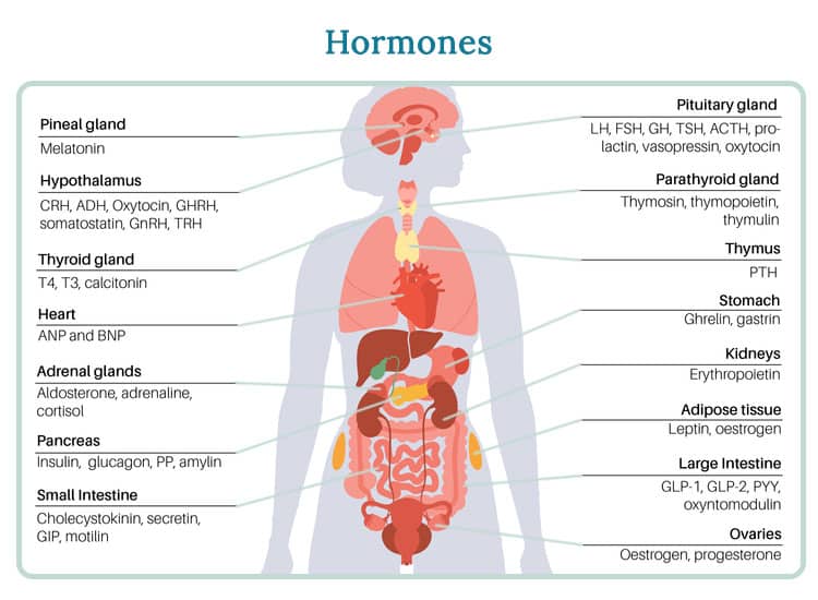 Hormones-in-Women-2