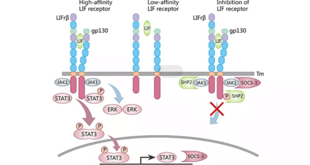 Leukemia inhibitory factor（LIF）