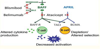 B-cell activating factor (BAFF)